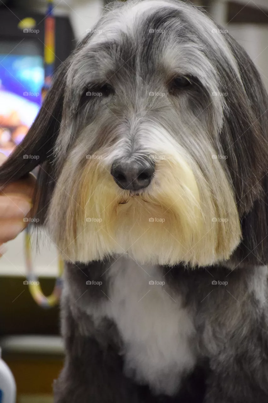 dog