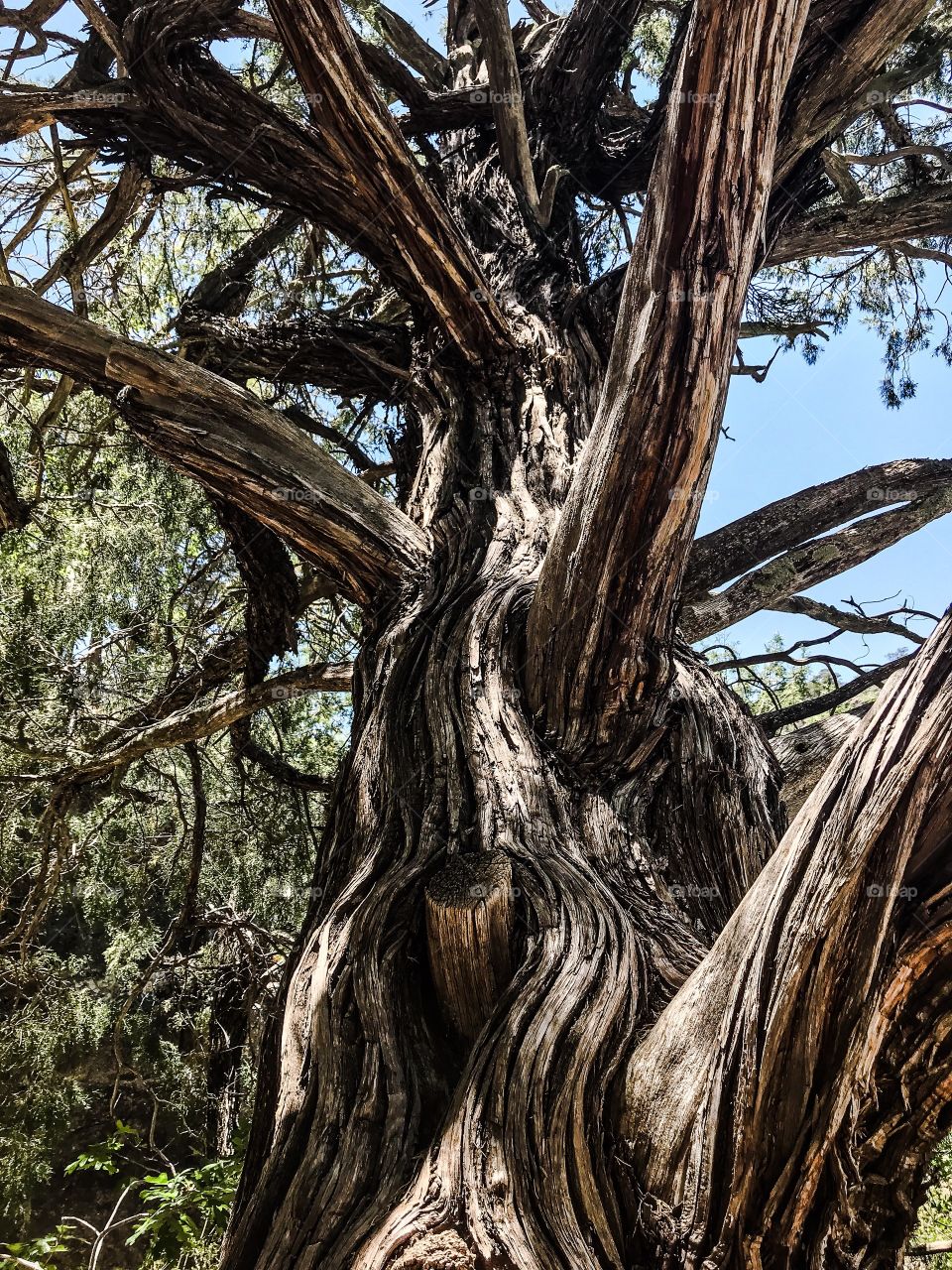 Ancient evergreen tree in Walnut Canyon, Arizona