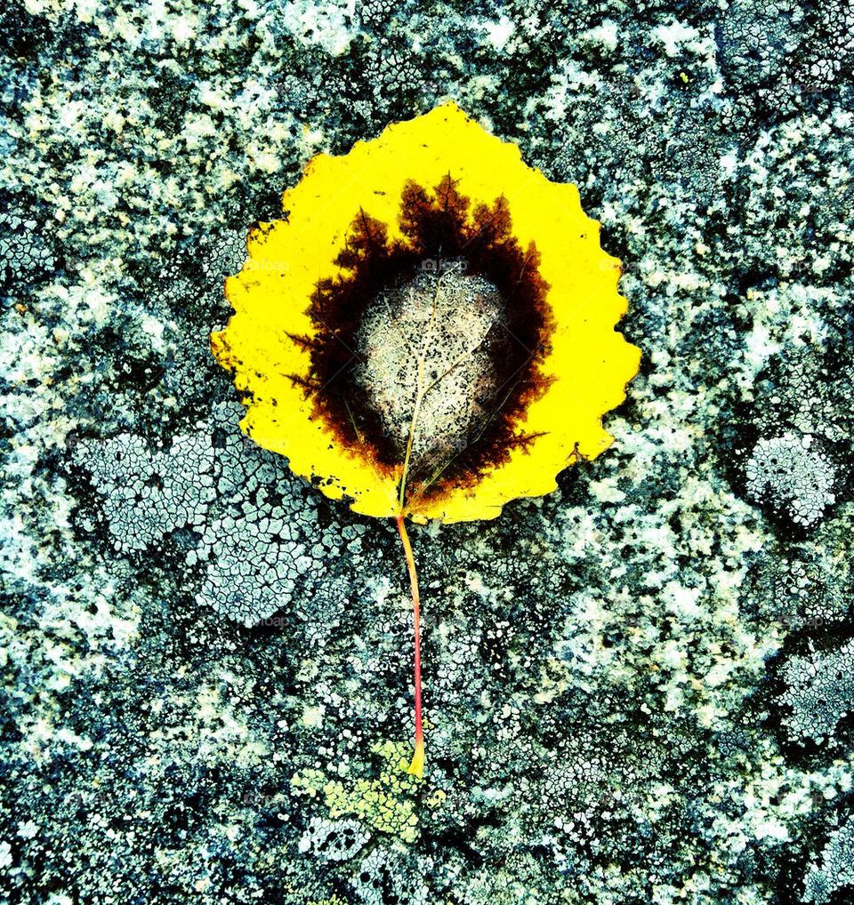 sweden yellow closeup tree by rebelf