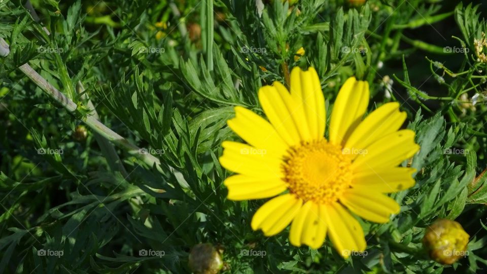 Yellow flower