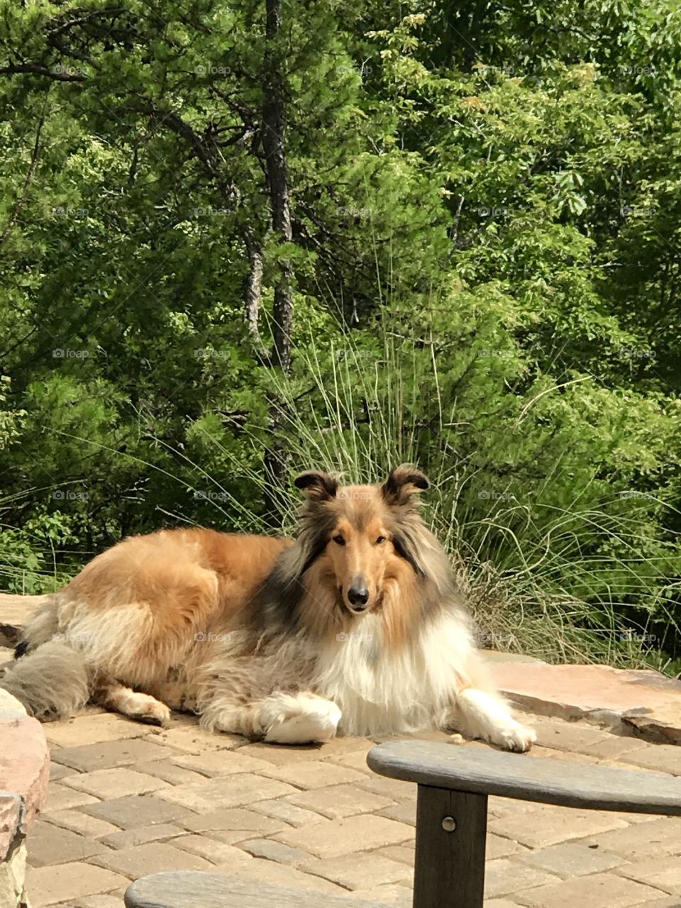 Pooch on the patio 