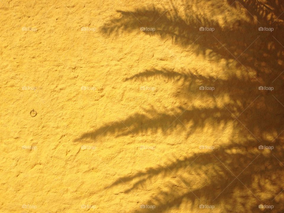 Palm tree shadow 