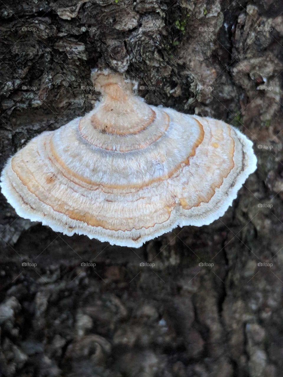Mushroom