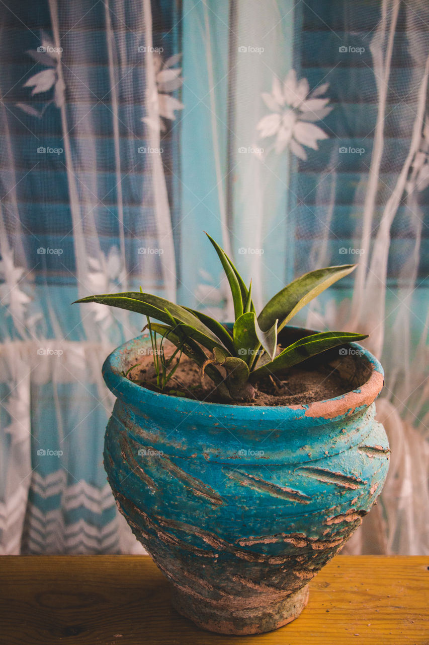 A type of cactus in a turquoise pot