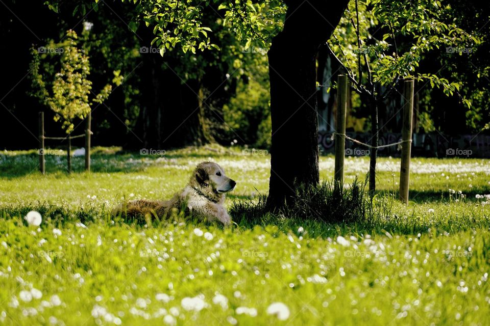 Relaxing dog