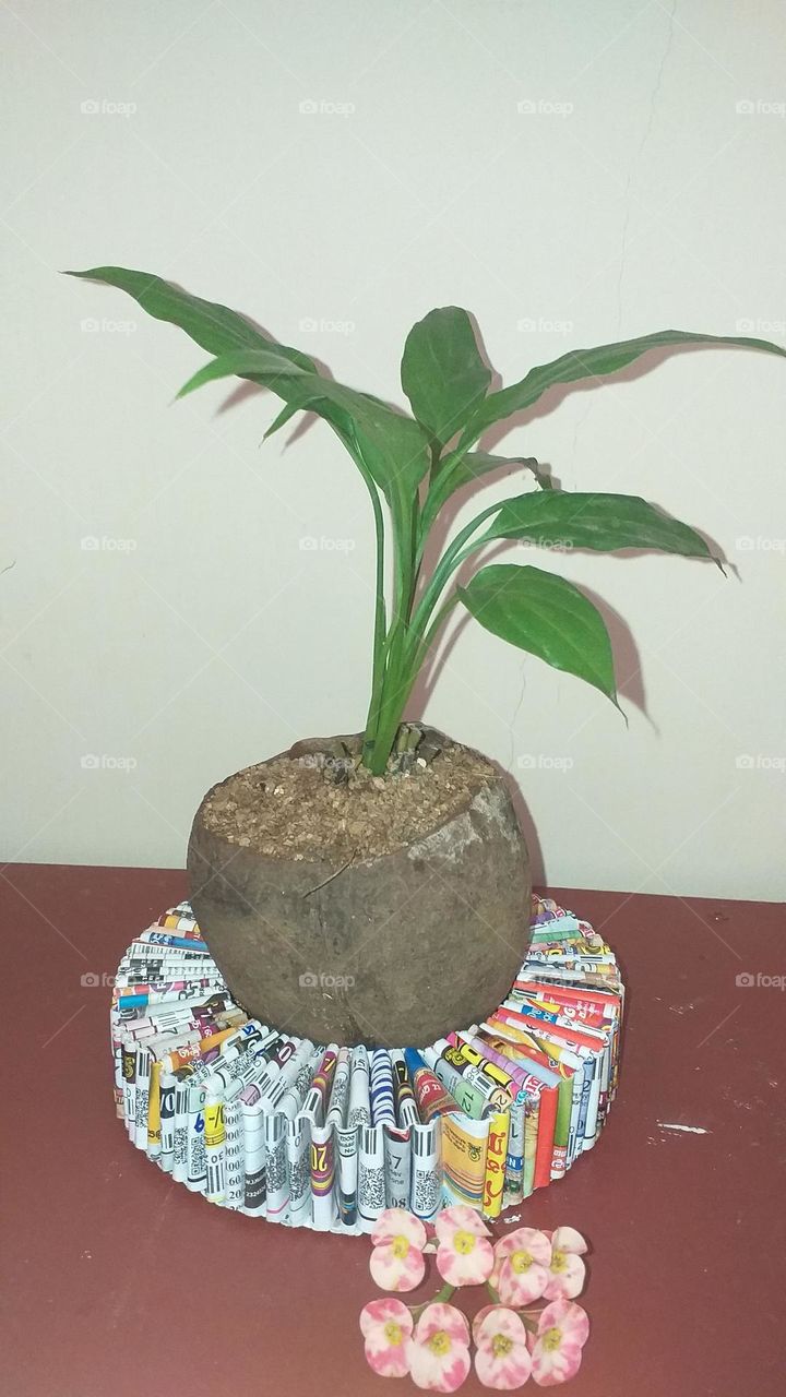 Go green - Grow plants in a coconut shell