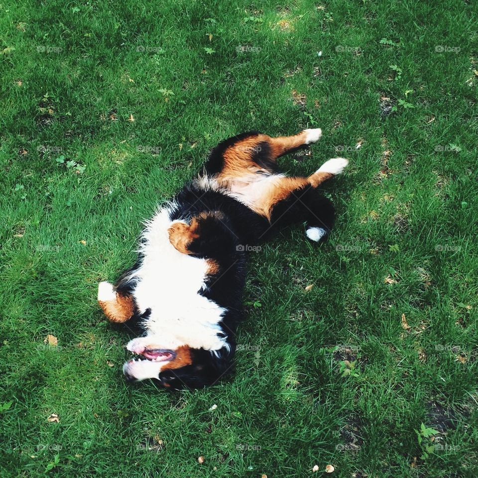 Big dog on the green grass 