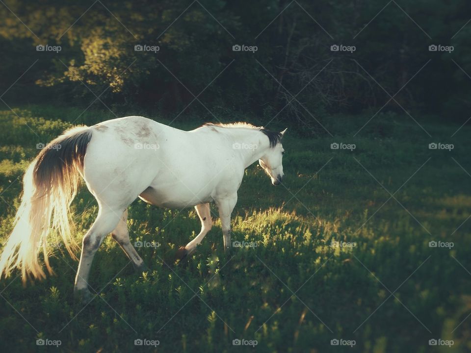 Horse Walking