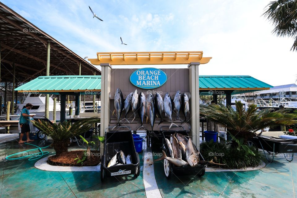 Place for hanging the captured fish in Orange Beach Alabama 