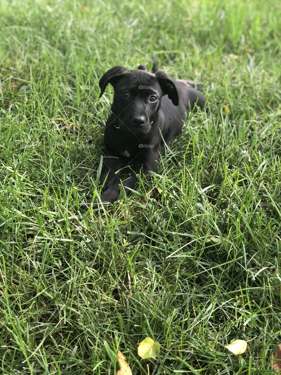She loves grass