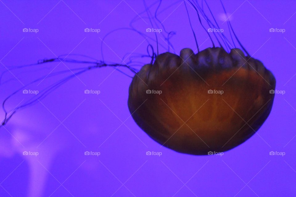 Purple jellyfish