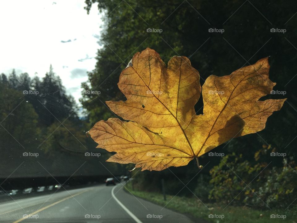 Fallen leaf