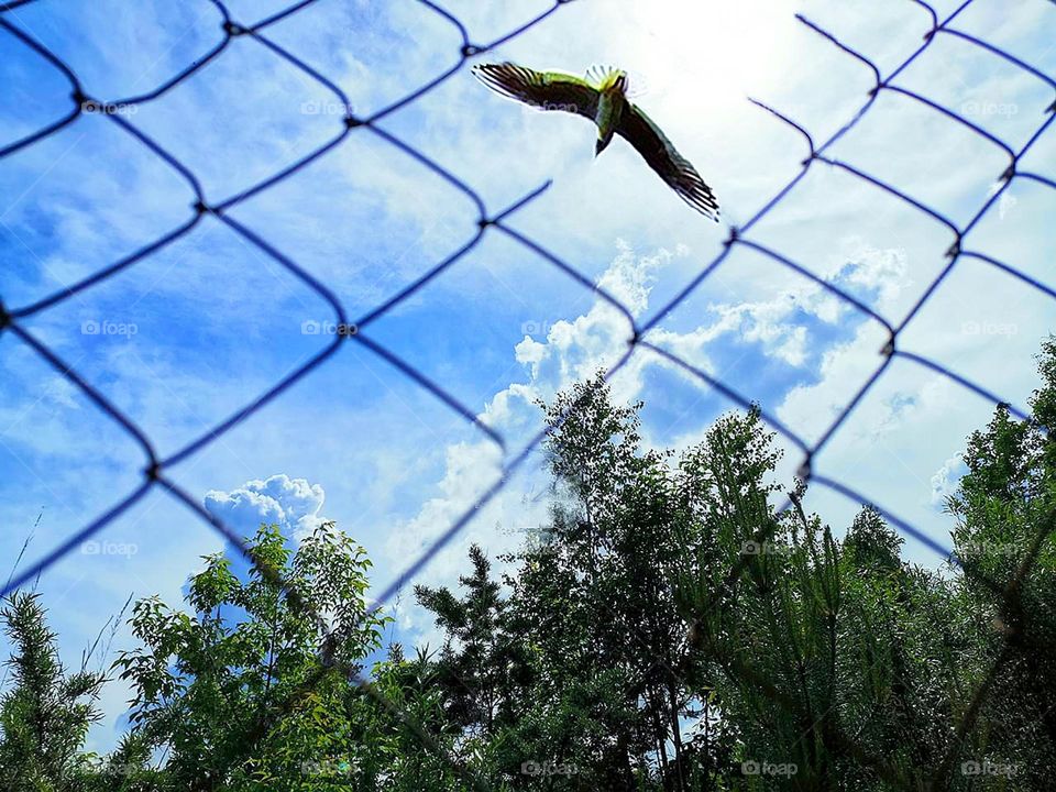 Clouds. In the foreground is a metal mesh through which the tops of green trees and a blue sky with clouds are visible. The grid is torn in the corner of the photo and the bird flies free to the sun, which breaks through the clouds