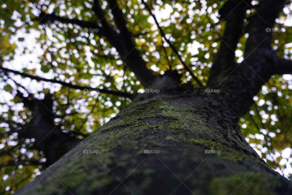 Nature#wood#tree