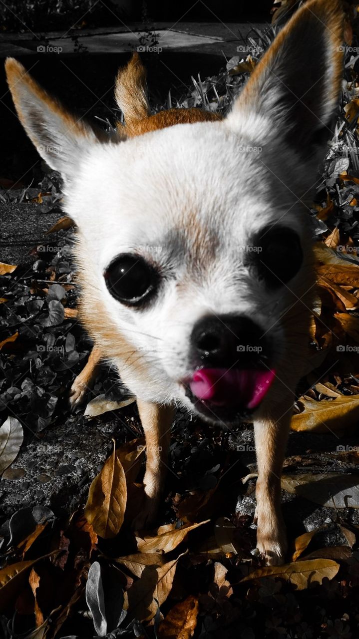 Chihuahua mix dog looks like he wants to lick the lens.