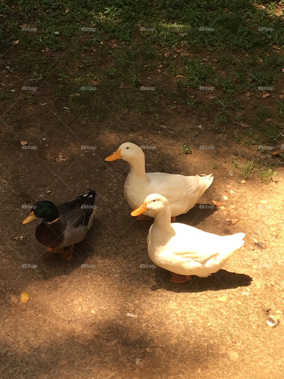 Three ducks 