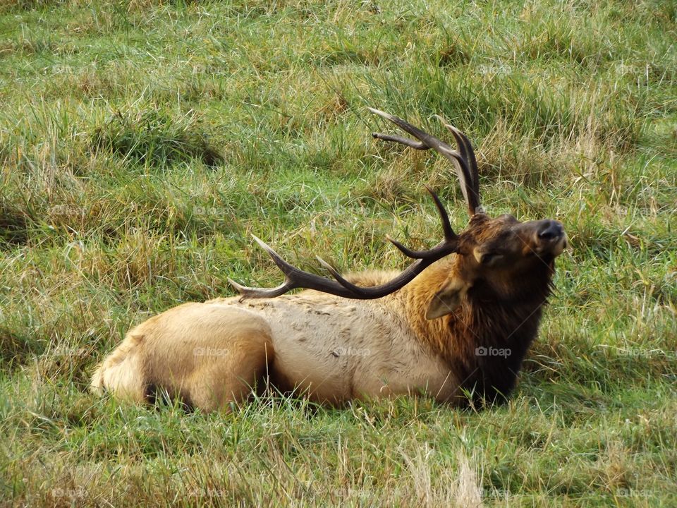 Elk