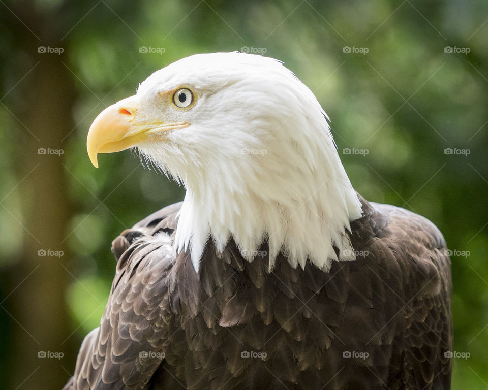 bald eagle