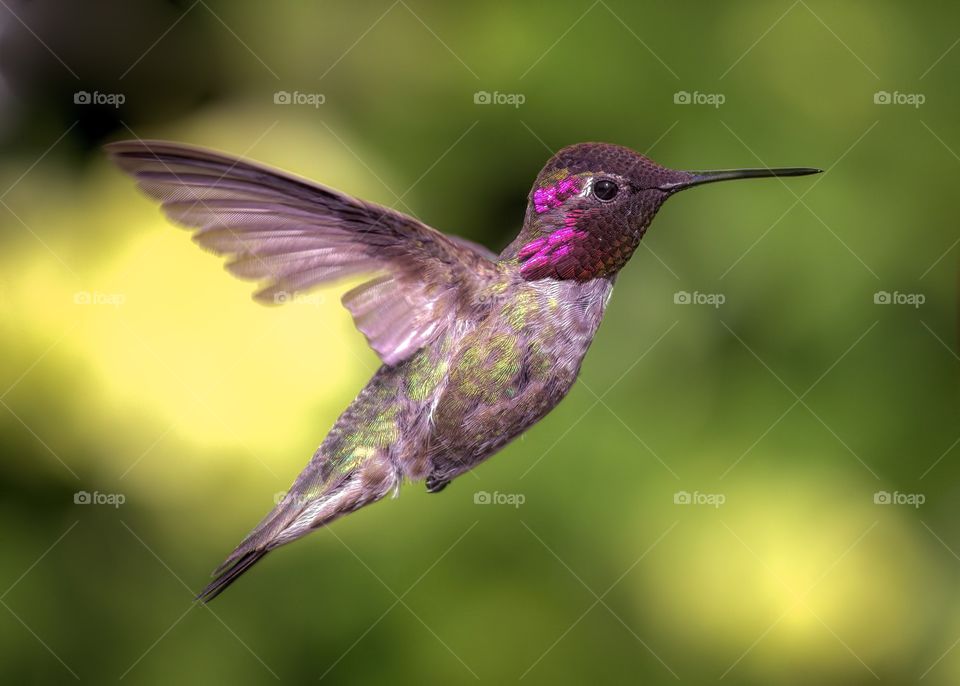 Annas hummingbird flying mid-air