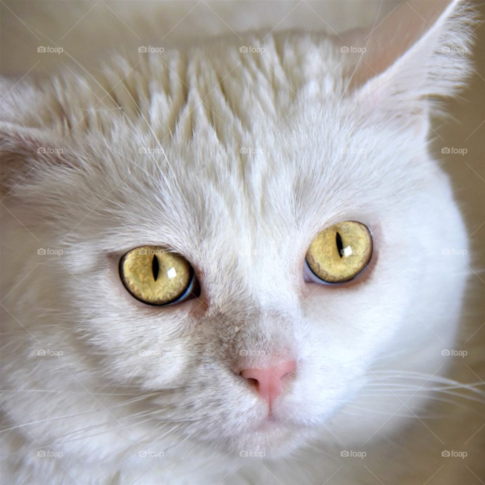 Cat with sad looking eyes because her buddy, the family dog,  