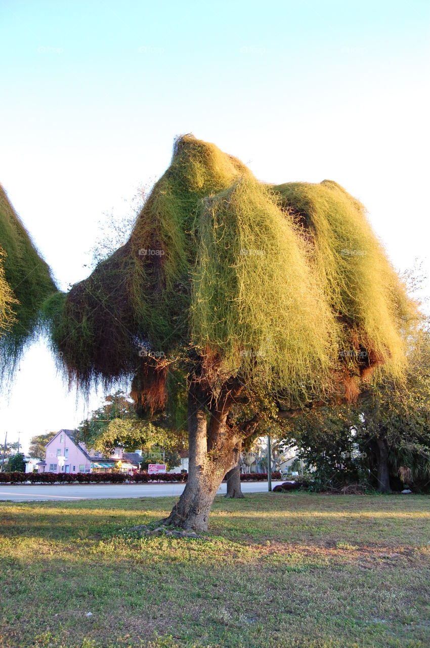 tree