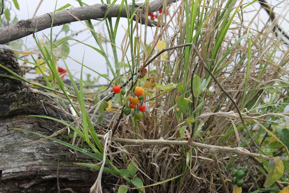 berries and grass on a fallen log