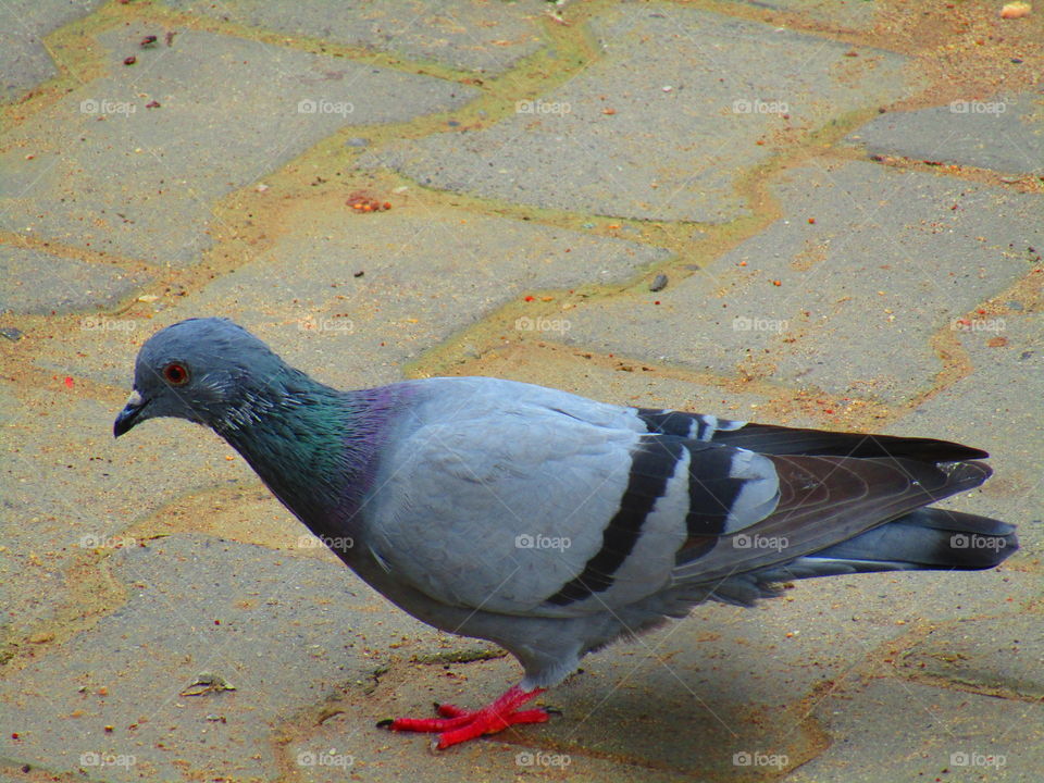 The rock dove or rock pigeon or common pigeon or Columba livia