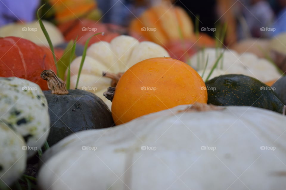 autumn colors, fall time, colorful pumpkins