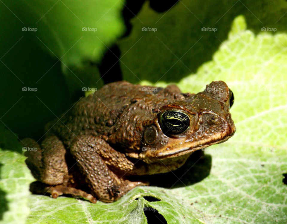 frog