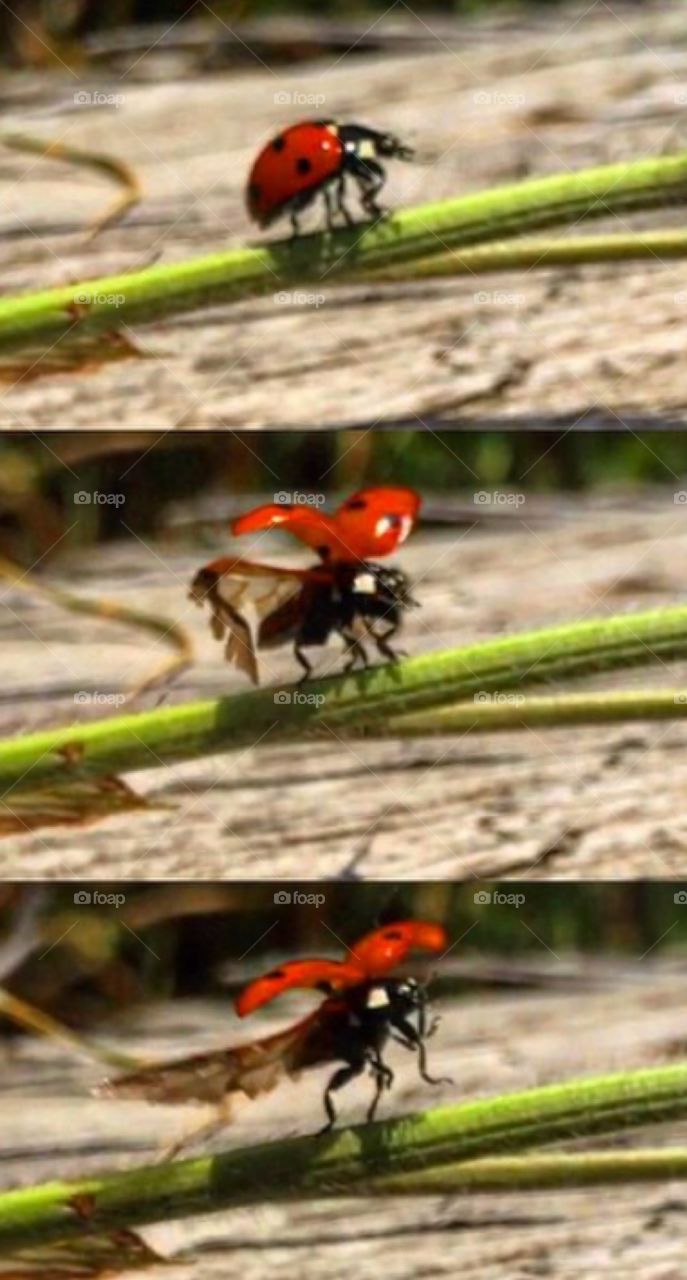 Stages of ladybug flight