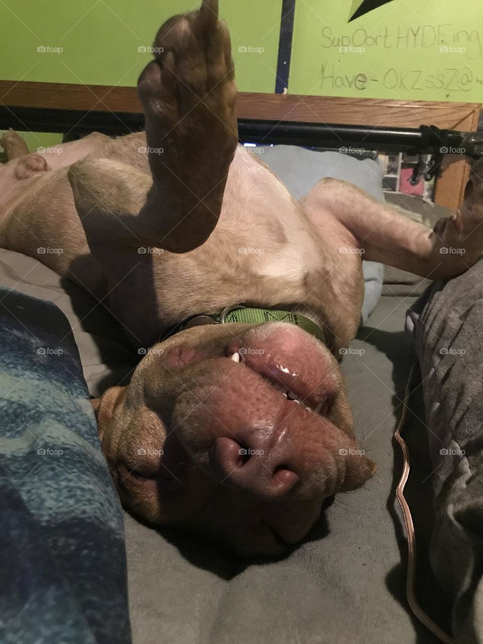 My Sleeping pit bull Manson!
