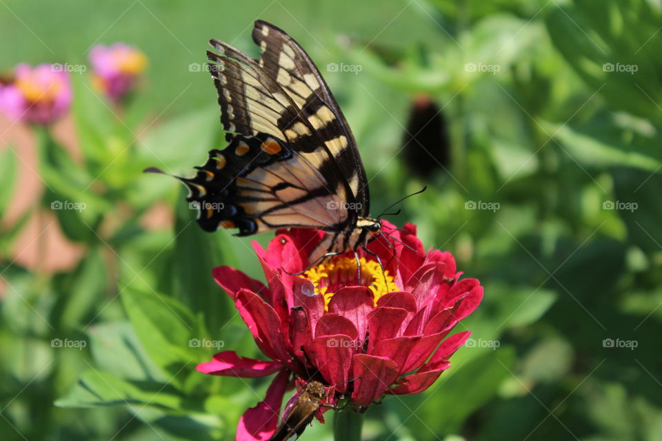 Butterfly feeding on a Zinnia