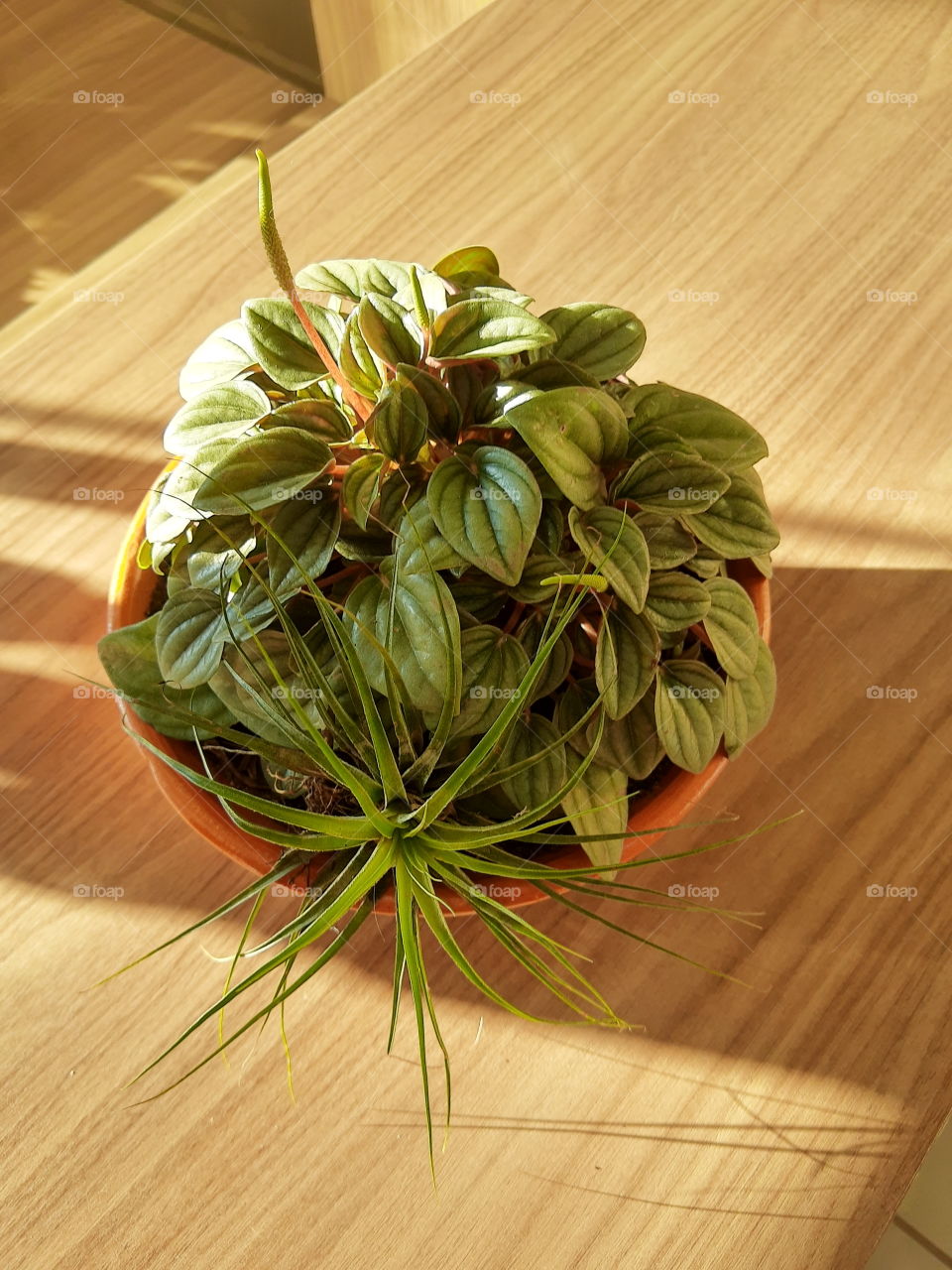peperomia vase