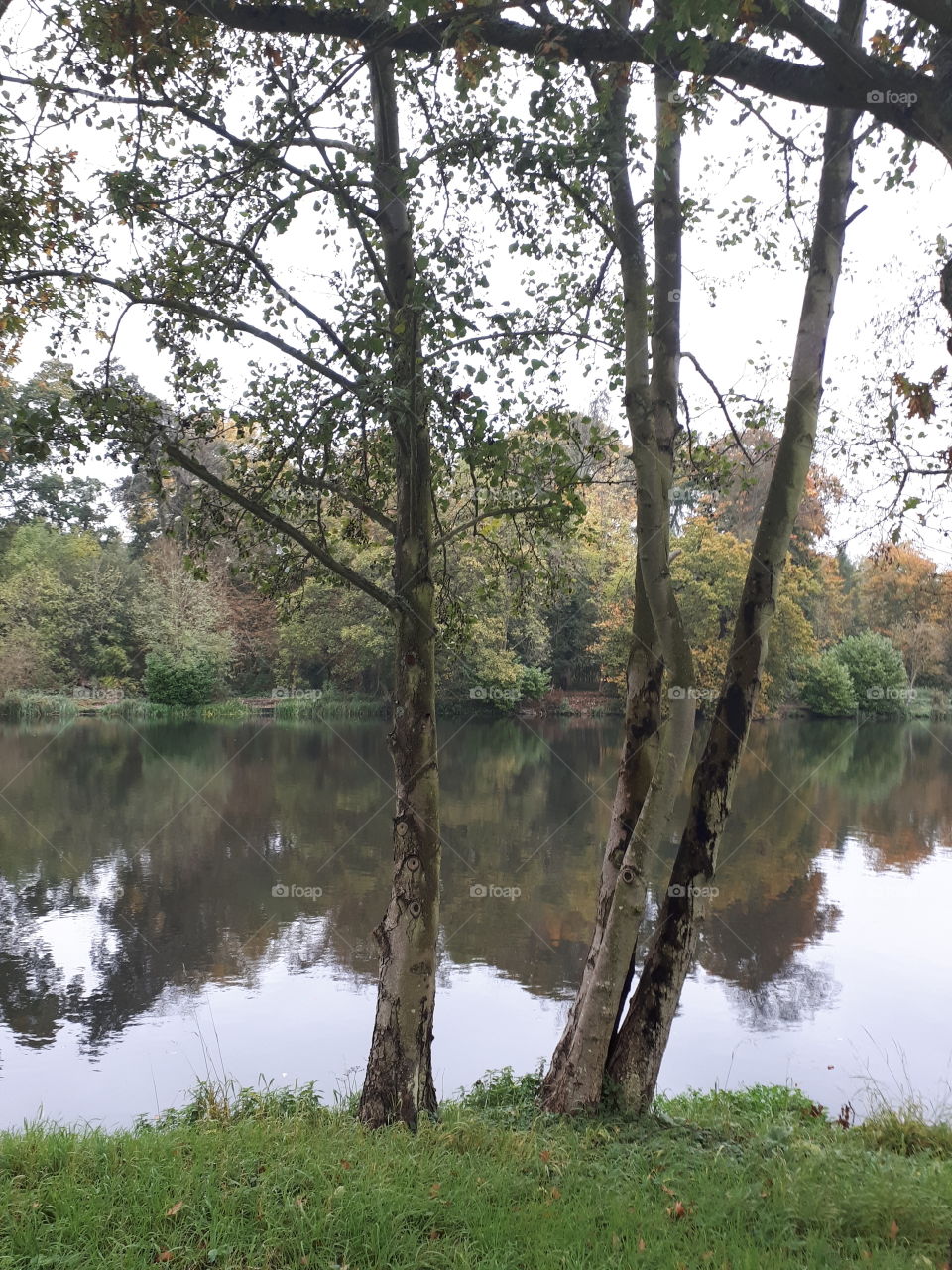 Trees Beside A Lake