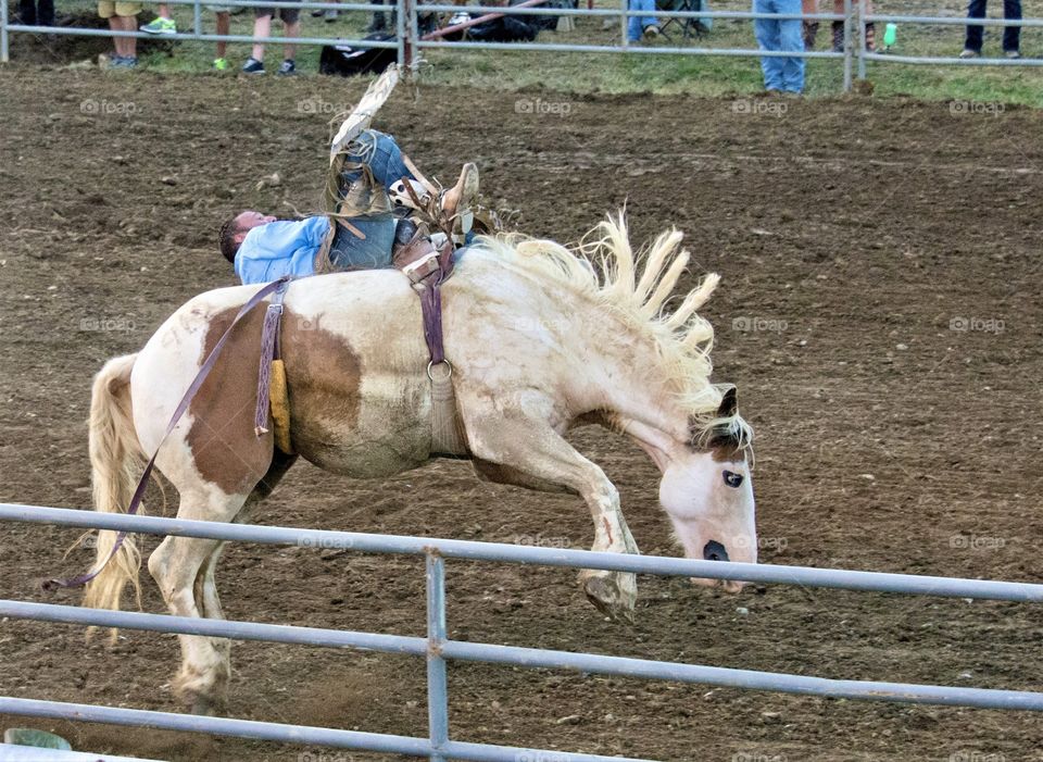 Cowboy riding a bucking bronco, rodeo