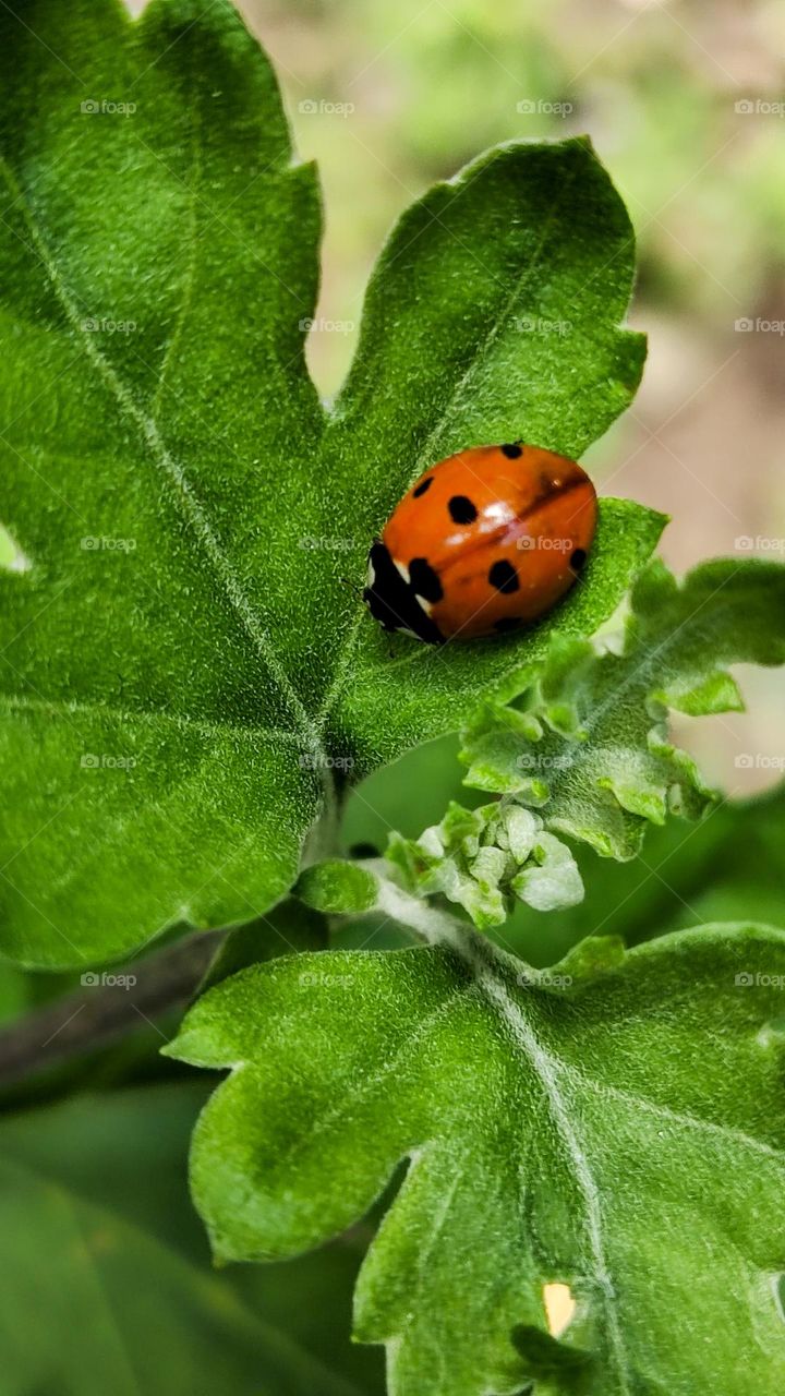 ladybug