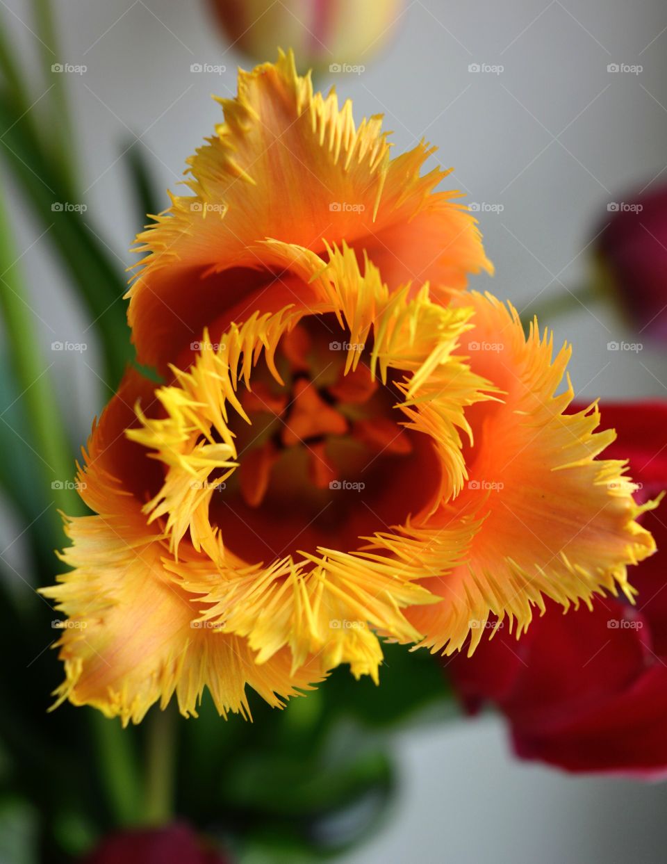 colorful tulip flower texture on a white background