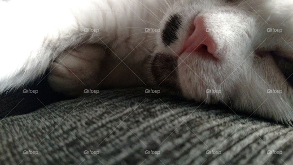 Extreme close-up of cat's nose