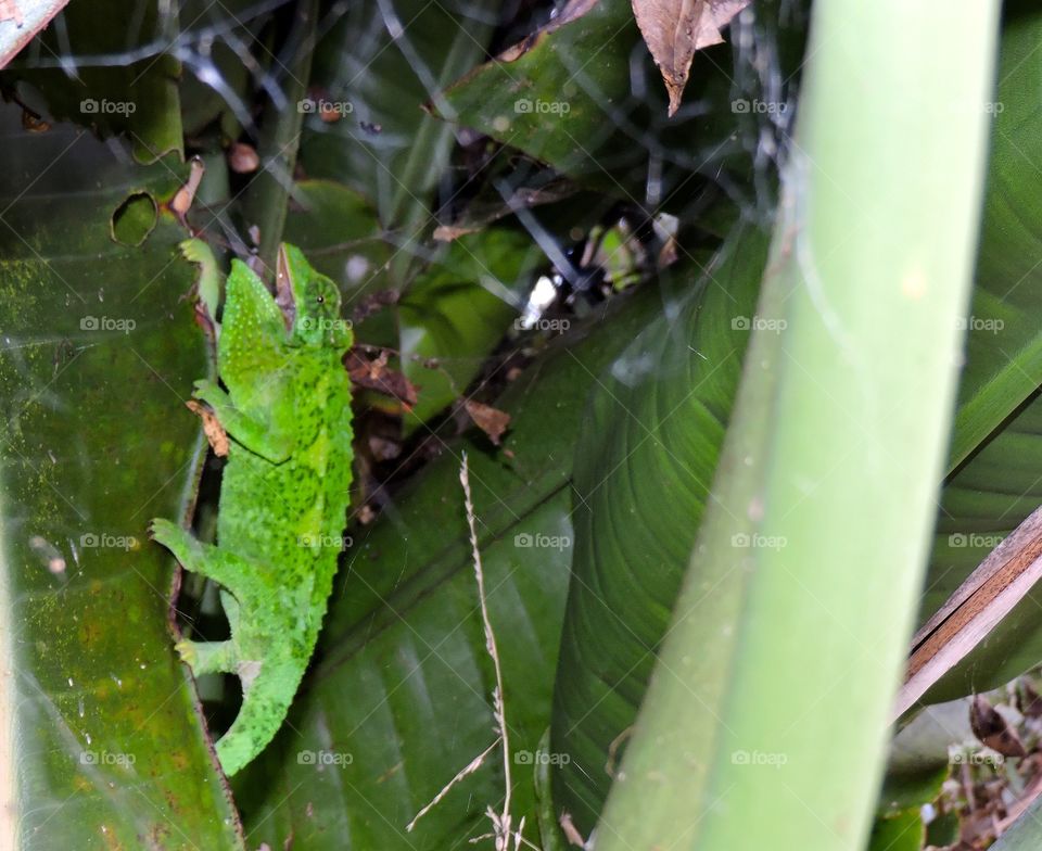 Green lizard