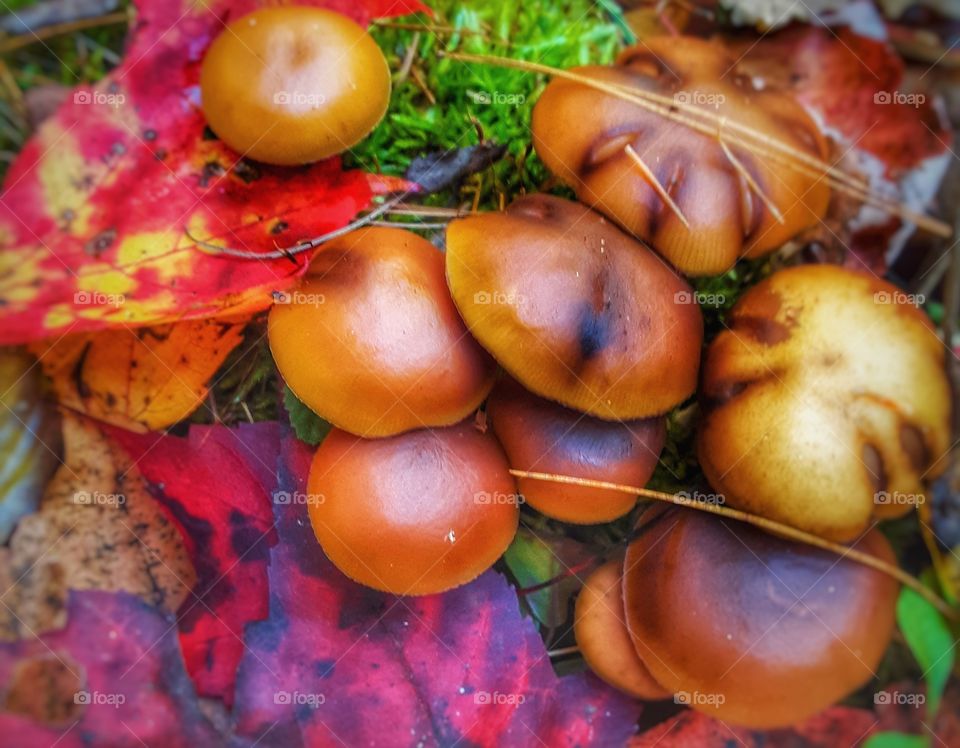 autumn mushrooms
