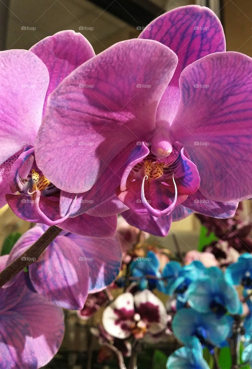 Orchid Squared
