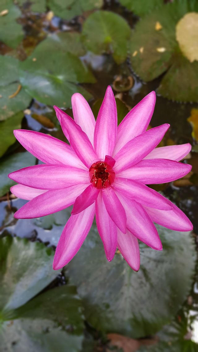 Lilly