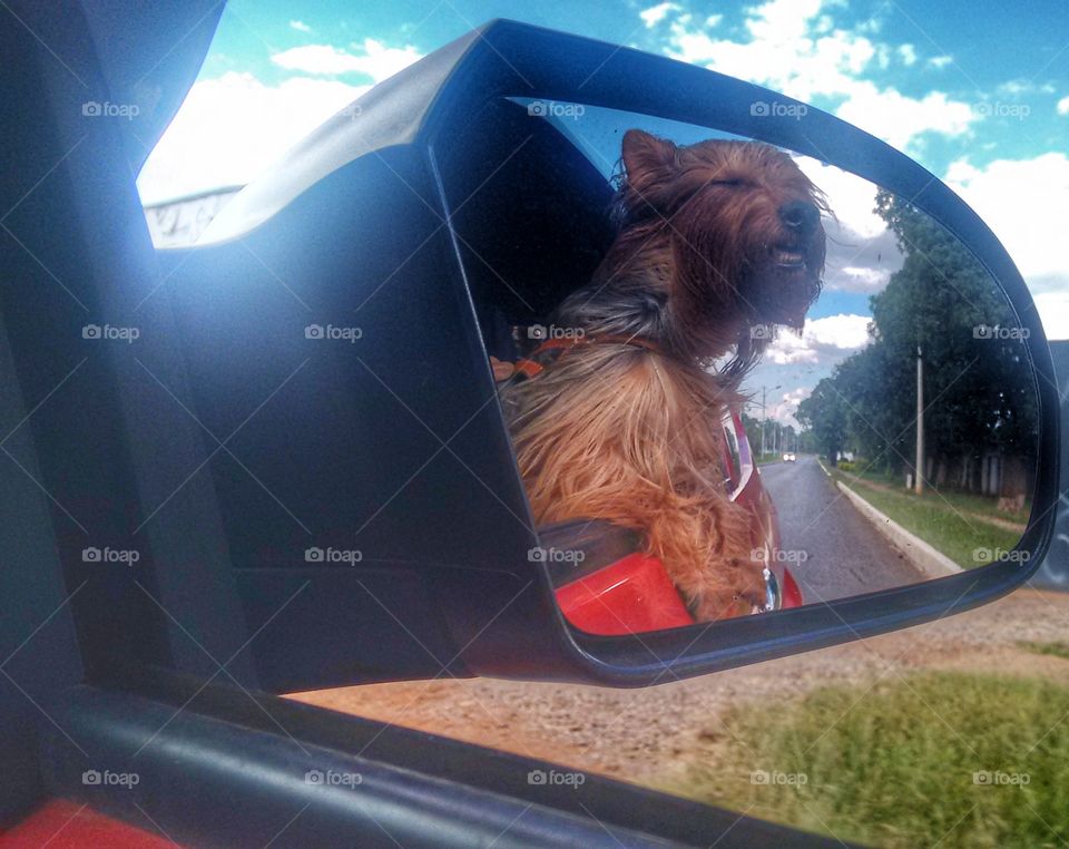 dog janela retrovisor carro pet