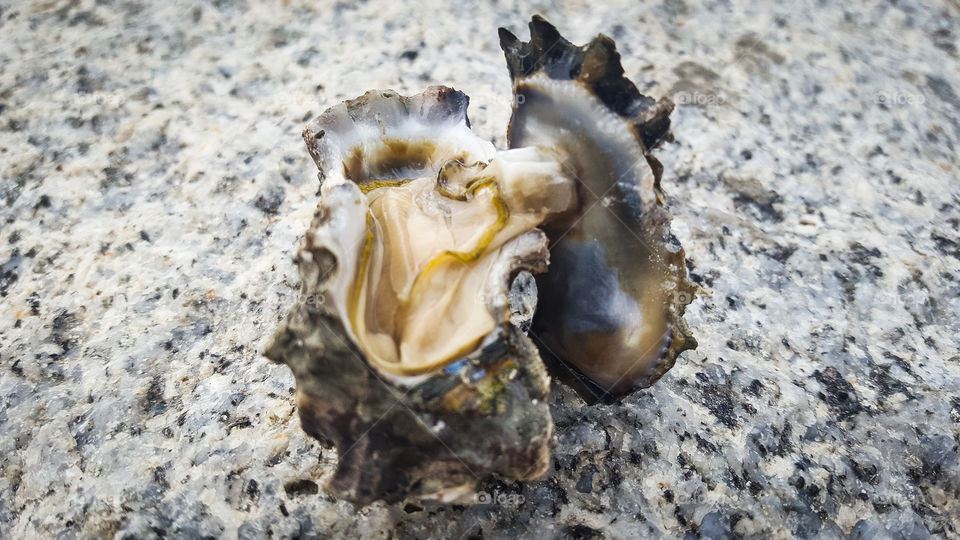 Close-up of oyster