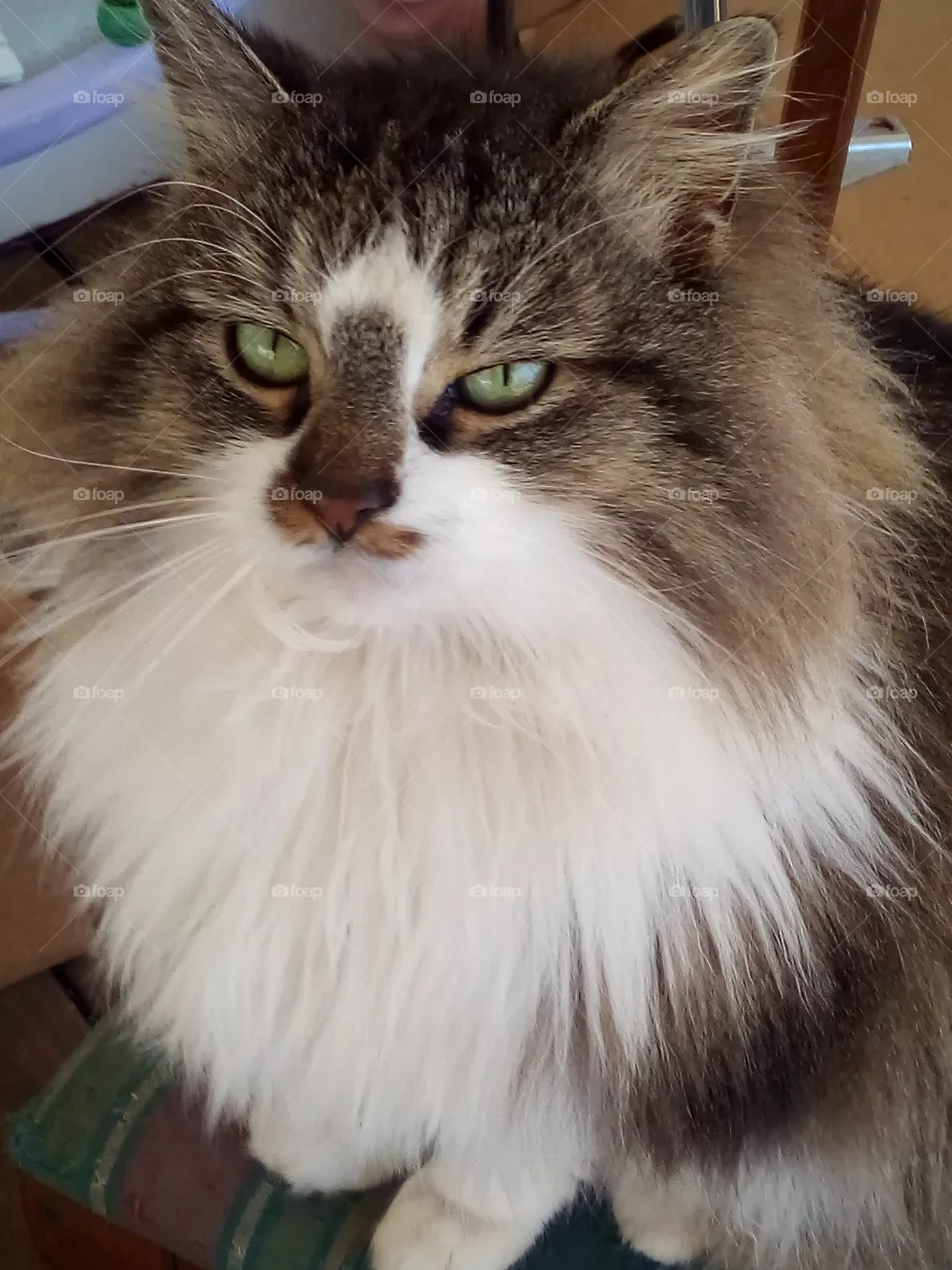 Big green eyes, big fluffy kitty cat, Good morning have a Blessed day and make it count.