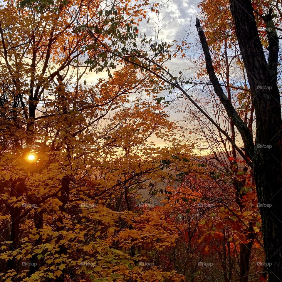 Fall, Tree, Leaf, Maple, No Person