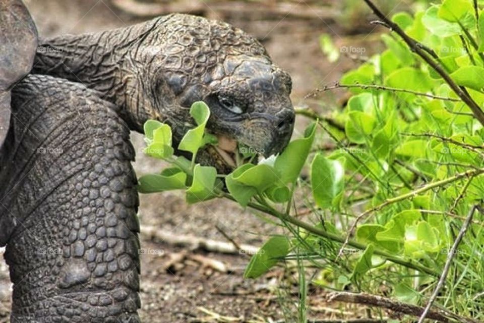Galapagos turtle 