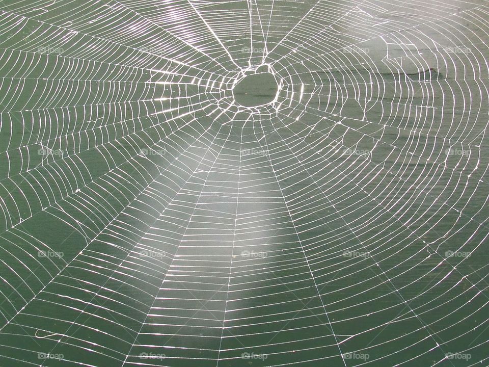 spider web with green background