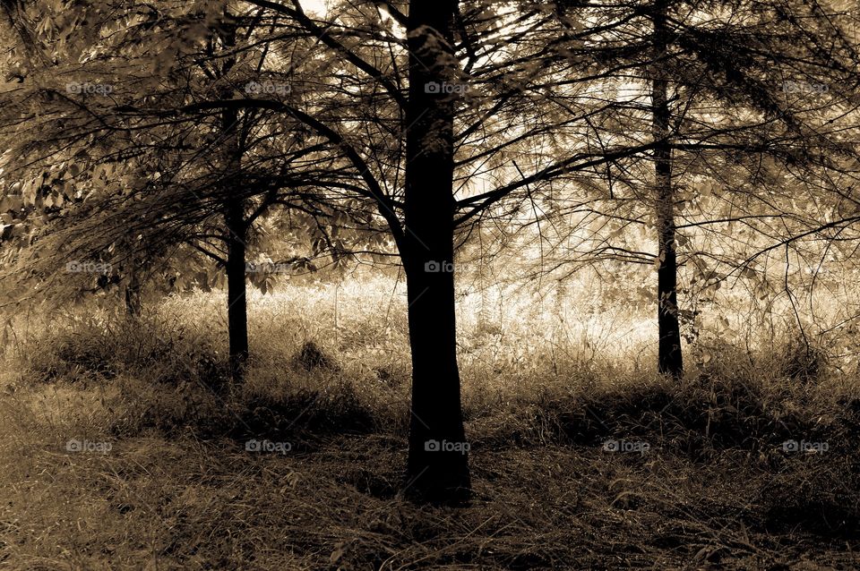 Antique filter applied to a tree amidst lush growth at Shelley Lake Park in Raleigh North Carolina. 