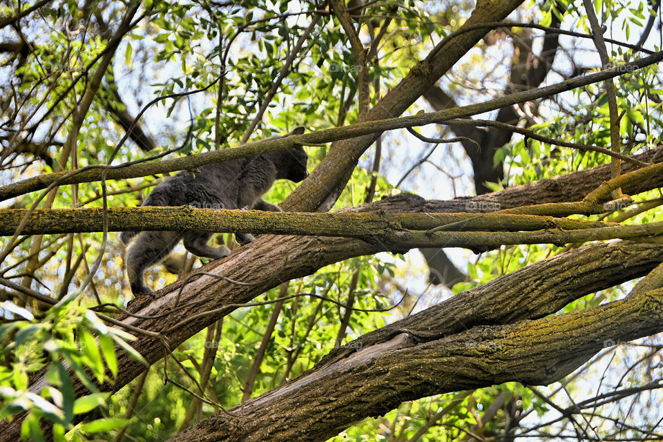 Stray cat climbing on the tree 